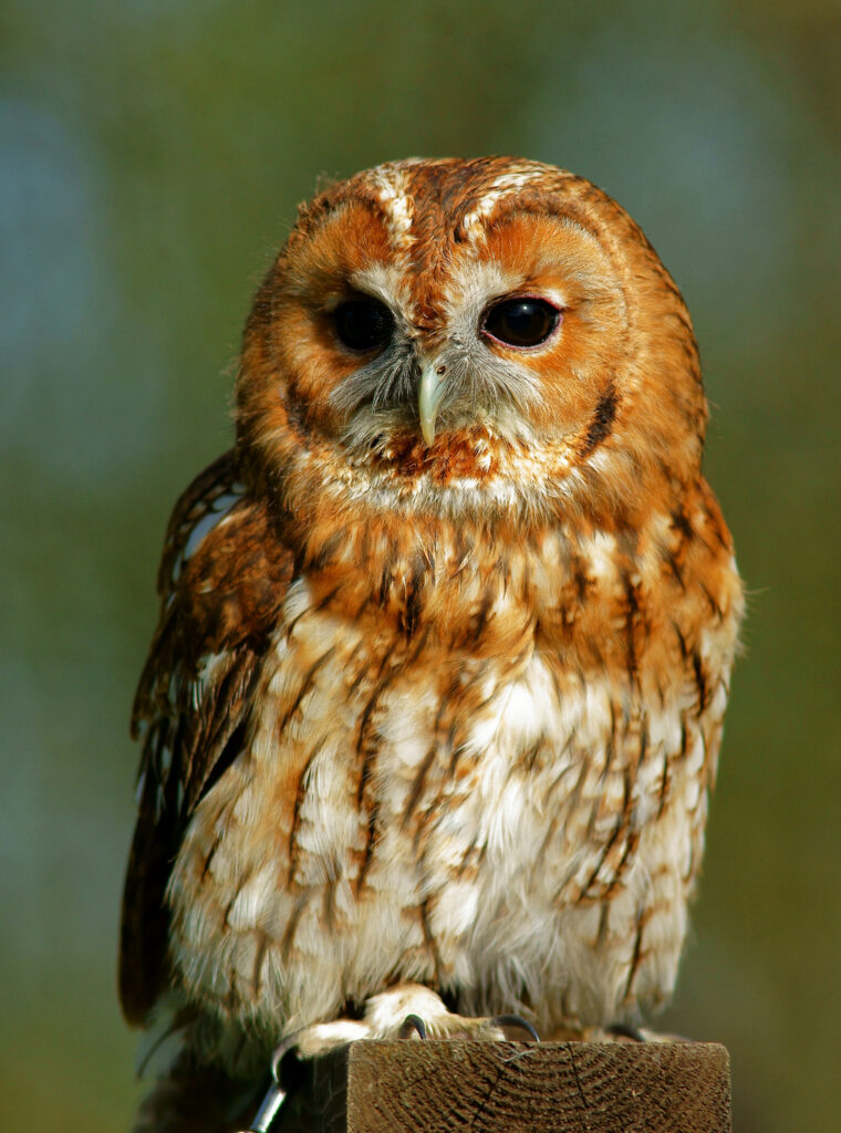 Tawny owl with its colors